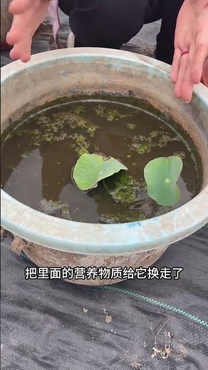 Unveiling the Secret to Perfect Lotus Flower Growth