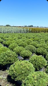  Pumilio Mugo Pine Compact. Tough. Timeless. This low-growing mugo pine is a go-to evergreen for rock gardens, slopes, and modern landscape designs. 華 Uniform habit and top-grade quality, ready for your clients’ toughest spots.  Wholesale orders only. Contact us for availability. #MugoPine #EvergreenGroundcover #BizonNursery | Bizon Nursery | Facebook