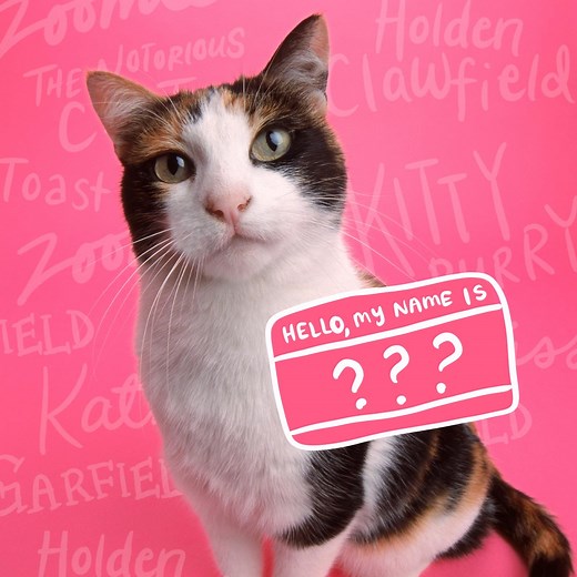 200  Funny Cat Names That Are Absolutely Hiss-terical