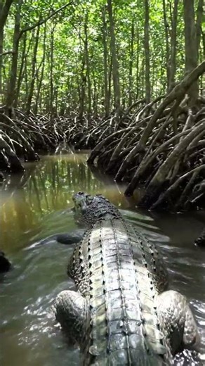 Are Amazon Alligators Dangerous? The Terrifying Truth About Jungle Predators! 🐊😱