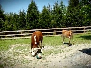 58K views · 877 reactions | You're probably going to want to pat a cow after you see this! | SAFE | Facebook