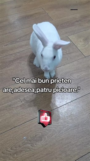 Zâmbet și bun simț (@extramorokar)’s videos with Breather - Chris Stussy & S.A.M.