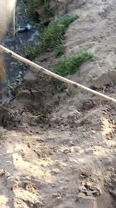 18K views · 149 reactions | Going PRIMITIVE for MONSTER MULLET - No Modern Gear Challenge! #PrimitiveFishing #SurvivalFishing #BambooRodChallenge #MonsterMullet #NoGearFishing #AncientFishing #RiverMonsters #ExtremeAngling #HandmadeFishing #BackToBasics #FishingLikeOurAncestors #CavemanFishing | Kadal Raasa Fishing | Facebook