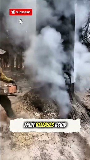 The Bomb Tree... Nature’s Most Dangerous Tree!