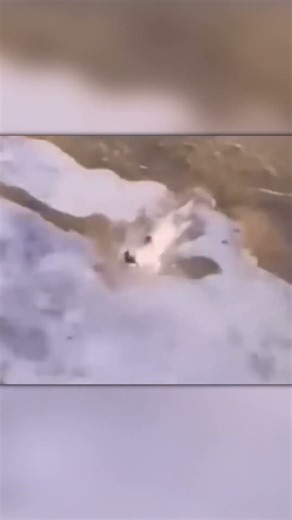 Rat Dives Underwater and Catches a Fish!