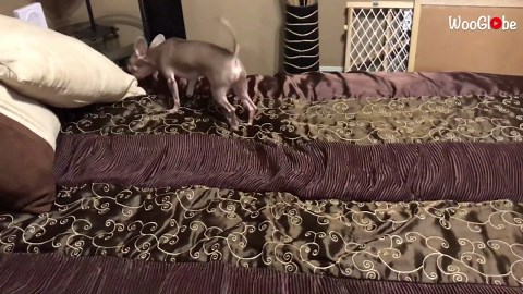 Chihuahua's unique way of getting attention is... um... unique!