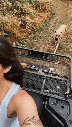 22 reactions | Tired dogs are good dogs. Everyday we run a few miles, hike, and then (when I’m tired but they can keep going) I have them chase me on my ATV. By far, my working dogs require more daily exercise than my horses or other animals. I have an Anatolian Shepherd (Aaxlu), a Spanish Mastiff (Zeus), and a Great Dane (Maisy). Working dog breeds require so much more activity than typical house pet breeds. | The Arcadia Project: formerly Axe & Root Homestead | Facebook