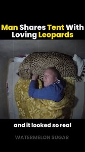 3.9M views · 10K reactions | Leopard Snuggles Man in Surprising Sleepover ❤️ | Watermelon Sugar | Facebook