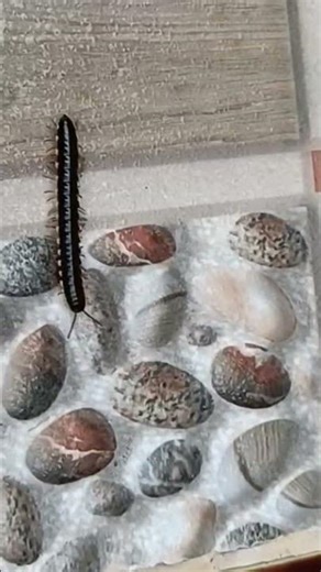 ulat gagak jatuh teman teman 🙏 #funny #shorts