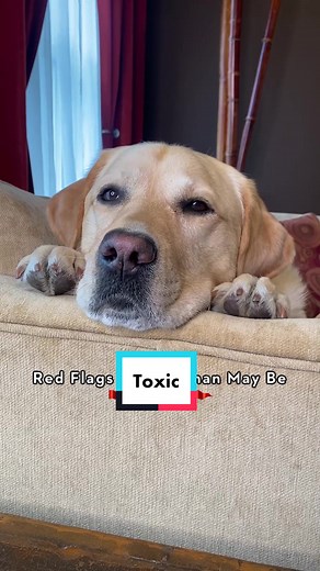 Is Your Dog Safe? Understanding Toxicity Risks