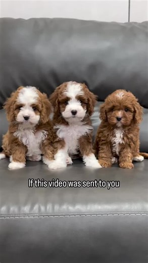 Trust me 🤗. #cavapooworld #cavapooworld #cavapoopuppycoach #cavapoosofinstagram #cavapoolife