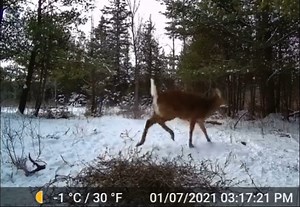 7.1K views · 87 reactions | Whitetail Buck sheds antler on trail camera!  | DeerHunter | Facebook