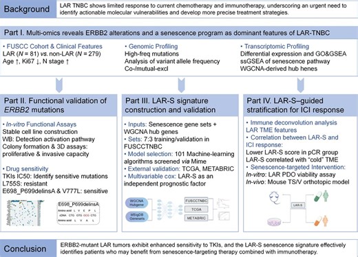 Unveiling new targets in LAR triple-negative breast cancer: ERBB2 mutations and senescence | Newswise