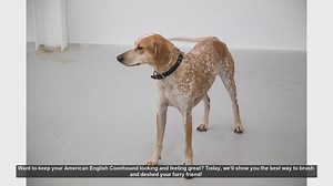 How to Brush and Deshed Your American English Coonhound