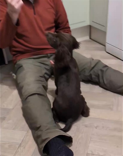 🚨When your dog has taken something you think it shouldn't have, does it run away, growl, or swallow faster when you approach? This might be why. 🚨 Resource guarding is becoming more common — and often it’s unintentional. Giving dogs very high-value items like buffalo ears or butcher bones can create issues if they’re not introduced correctly. If your dog has spent days having things snatched from their mouth, then suddenly gets something amazing… there’s a strong chance they’ll try their harde