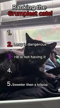 top 5 Grumpiest Cats!