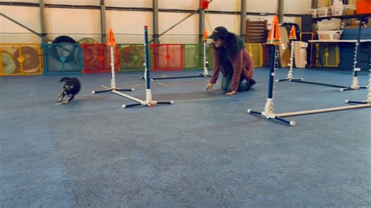 If you and your dog aren’t having fun when training, please ask...