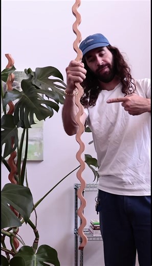 This is the golden rule for anyone with a monstera. You need to train ... | monstera plant care