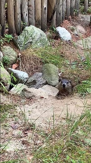 GROUNDHOG "Woodchuck" EMERGING FROM BURROW #nature #wildlife #animals #shortsvideo #cute #ghd #short
