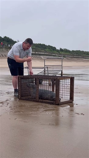 🫑 Pepper released 27.7.23 🌊 The Bedfords team, our Fruit and Vegateble providers, came to help us with this release! It just felt right to have them involved seeing as our theme was Fruit and Vegetables 🍎🥕🍌🥦 Pepper was a spicy Seal! By that we mean she had an attitude and was one of the more aggressive grey pups we’ve rescued, it definitely put our keepers to the test! She was rescued from Ingoldmells beach, dehydrated with blood around her mouth and very tired! 😴🏥 We brought her back to