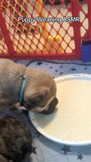 Puppy Weaning ASMR Sounds for Bullmastiff Puppies