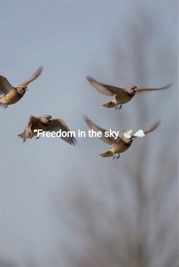 🕊️ Birds Flying Freely | Peaceful Nature Moment