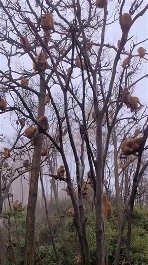 Hilarious Monkey Reactions That Will Make You Laugh