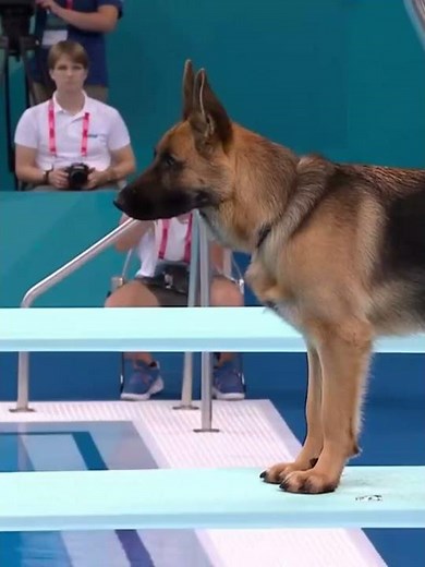 The Incredible Olympic Jumps of Dogs