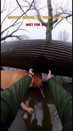 Saving dog from under the tree #rescueefforts #animals