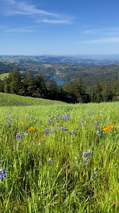 A gorgeous spring day on Mt. Tamalpais #nature #spring #hike | Dan Kurtzman Photography