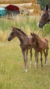 Was machen eigentlich unsere Trakehner Zwillinge…?😁😍🥰🍼🥹 Auf große Begeisterung sind die Trakehner Stutfohlen-Zwillinge von Züchter Stefan Feller gestoßen… Ihr habt uns gefragt wie die Geschichte weitergeht und wir haben die kleinen Sympathieträgerinnen noch einmal besucht und wollen Euch natürlich auf dem Laufenden halten 🥰 Bestens weiterentwickelt genießen die beiden Finckenstein-Töchter mit Mama St.Pr.u.Pr.St. Sonett v. Shavalou den täglichen Auslauf und spielen vergnügt mit ihren großen