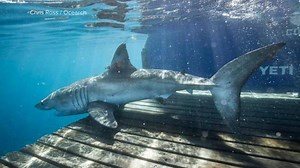 Great white shark off New Jersey shore