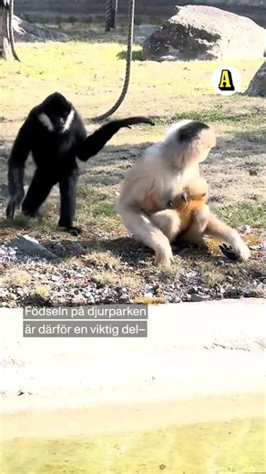 Här syns den nyfödda gibbonungen