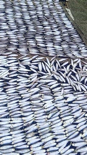 Process of dried fish.