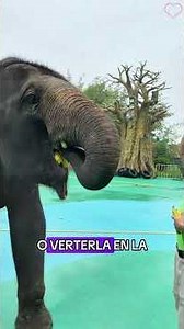 Did you know that elephants actually have five legs? #animals #Friendship #Us