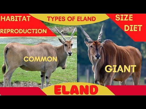 ELAND - Common Eland, Giant Eland, Eland Habitat, Eland Diet, Eland Size, Eland Reproduction