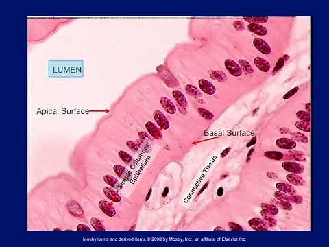 ANSC 142: Histology for Vet Techs