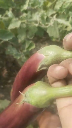 eggplant 🍆 brinjal vegetable farming #farming #garden #satisfying #vegetables #gardening #agrifuture