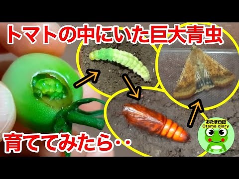 ミニトマトを食べていたオオタバコガの幼虫を成虫まで育ててみたら・・・。（オオタバコガ成長観察記録）【おたま日記】