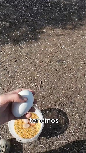 A quiet day with the geese.