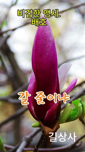 비겁한 맹세 배호mp4.#전통트로트 #트로트 #세미발라드#길상사