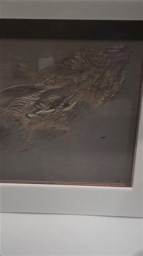 The Fossilized Remains of the Shark Hybodus at the Denver Museum