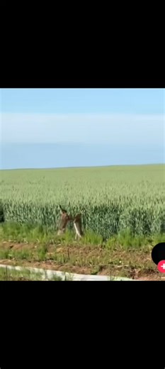 Videos de Nicu (@stoian008) con “sunet original - Formatia Noroc”