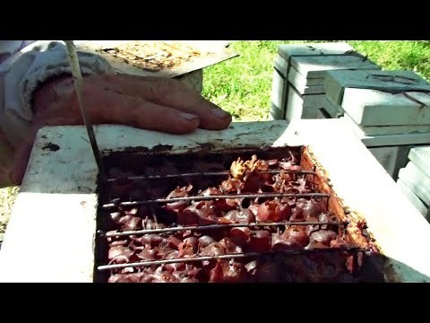 How to Collect Honey from a Stingless Bee Hive - Sugarbag Native Bees