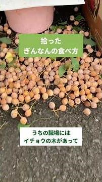拾った銀杏の食べ方
