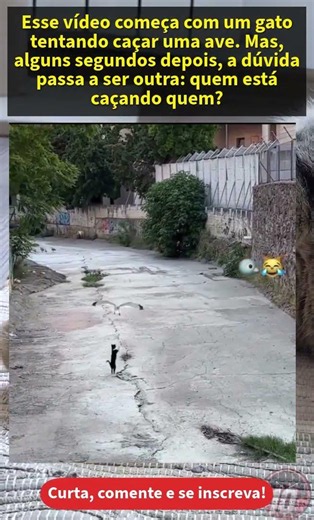 Quem está caçando quem nessa cena? 😂🐱🐦#attvc