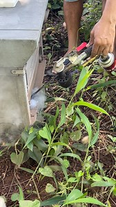 365K views · 1.7K reactions | Burning acid with a lot of smoke to clean germs in bees #honeybeesting #animal #farming #insect | ទឹកឃ្មុំកសិករ ខេត្តកំពង់ចាម | Facebook