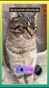 El Michi chinchudo! Dice "raja de acá" #humor #funny #parodia #reels #cats #michis #miau #gatos #mascotas #chinchudo | Ignacio Gambeta