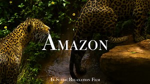 Quiet Moments in the Amazon – Monkeys and Jaguars in 4K