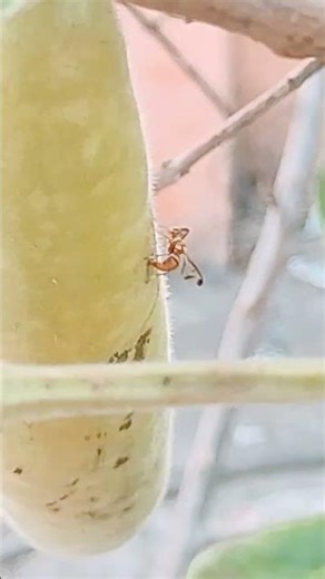 fruit fly laying eggs inside fruit of vegetable